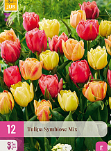 X 12 TULIPA SYMBIOSE MIX