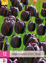 X 12 TULIPA TRIUMPH ZWART