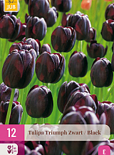 X 12 TULIPA TRIUMPH ZWART