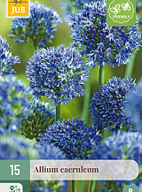 X 15 ALLIUM CAERULEUM