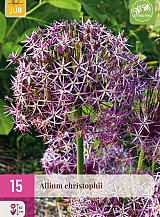 X 15 ALLIUM CHRISTOPHII
