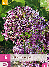 X 15 ALLIUM CHRISTOPHII