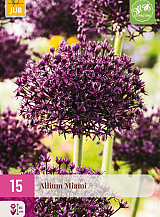 X 15 ALLIUM MIAMI