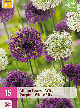 X 15 ALLIUM PAARS - WIT