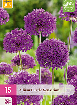 X 15 ALLIUM PURPLE SENSATION