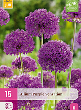 X 15 ALLIUM PURPLE SENSATION
