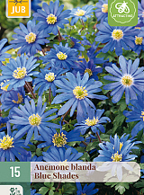 X 15 ANEMONE BLANDA BLUE SHADES