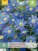 X 15 ANEMONE BLANDA BLUE SHADES