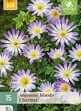 X 15 ANEMONE BLANDA CHARMER