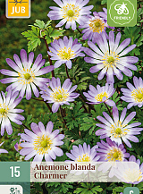 X 15 ANEMONE BLANDA CHARMER