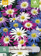 X 15 ANEMONE BLANDA MIX