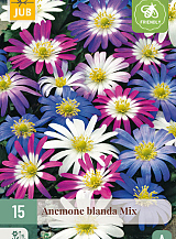 X 15 ANEMONE BLANDA MIX