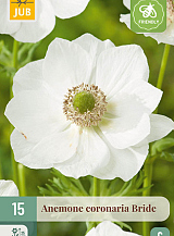 X 15 ANEMONE CORONARIA BRIDE