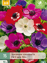 X 15 ANEMONE CORONARIA DE CAEN MIX VJ