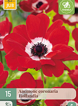 X 15 ANEMONE CORONARIA HOLLANDIA