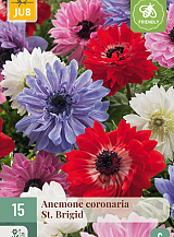 X 15 ANEMONE CORONARIA ST. BRIGID