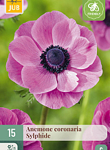 X 15 ANEMONE CORONARIA SYLPHIDE