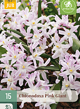 X 15 CHIONODOXA PINK GIANT