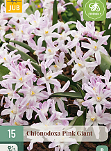 X 15 CHIONODOXA PINK GIANT