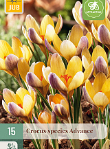 X 15 CROCUS ADVANCE