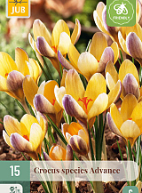 X 15 CROCUS ADVANCE