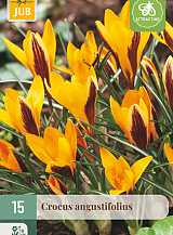 X 15 CROCUS ANGUSTIFOLIUS