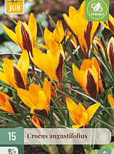 X 15 CROCUS ANGUSTIFOLIUS