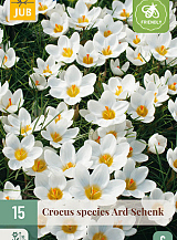 X 15 CROCUS ARD SCHENK