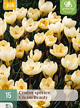 X 15 CROCUS CREAM BEAUTY