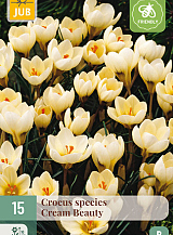 X 15 CROCUS CREAM BEAUTY