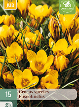 X 15 CROCUS FUSCOTINCTUS