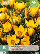 X 15 CROCUS FUSCOTINCTUS
