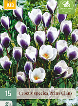 X 15 CROCUS PRINS CLAUS
