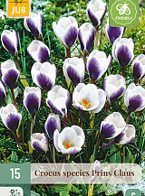 X 15 CROCUS PRINS CLAUS