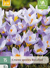 X 15 CROCUS ROSALIND