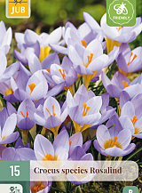 X 15 CROCUS ROSALIND