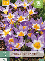 X 15 CROCUS SIEBERI TRICOLOR
