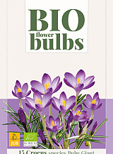 X 15 CROCUS TOMMASINIANUS RUBY GIANT - BIO