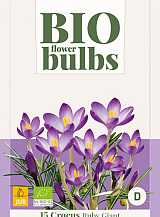 X 15 CROCUS TOMMASINIANUS RUBY GIANT - BIO