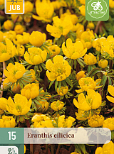 X 15 ERANTHIS CILICICA