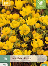 X 15 ERANTHIS CILICICA