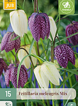 X 15 FRITILLARIA MELEAGRIS  MIX