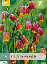 X 15 FRITILLARIA UVA VULPIS
