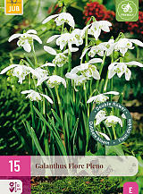 X 15 GALANTHUS FLORE PLENO
