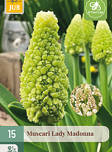 X 15 MUSCARI LADY MADONNA
