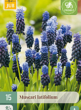X 15 MUSCARI LATIFOLIUM