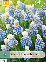 X 15 MUSCARI MOUNTAIN LADY