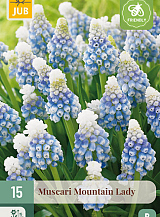 X 15 MUSCARI MOUNTAIN LADY