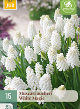 X 15 MUSCARI WHITE MAGIC