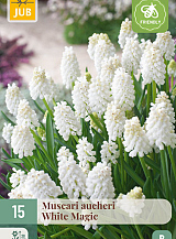 X 15 MUSCARI WHITE MAGIC